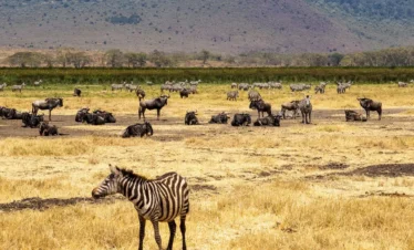 Kenya Great Migration Safari – Fixed Departure (9 Days / 8 Nights)