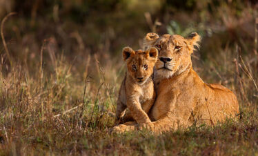 Kenya Wildlife Romance – Masai Mara Honeymoon Escape (7 Days / 6 Nights)
